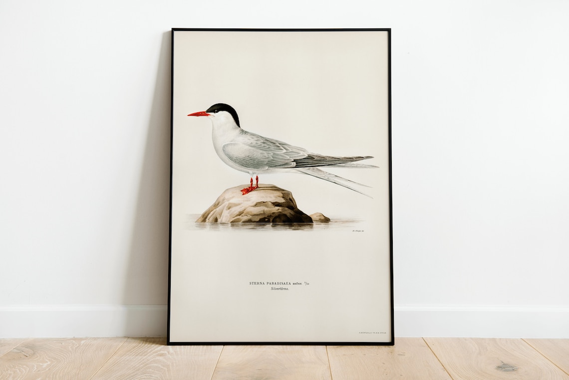 Arctic Tern Vintage Nature Art Print, Bird Artwork