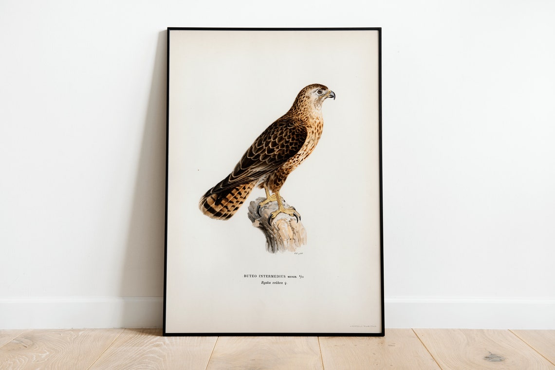 Buzzard Bird Of Prey Vintage Ornithology Illustration Poster