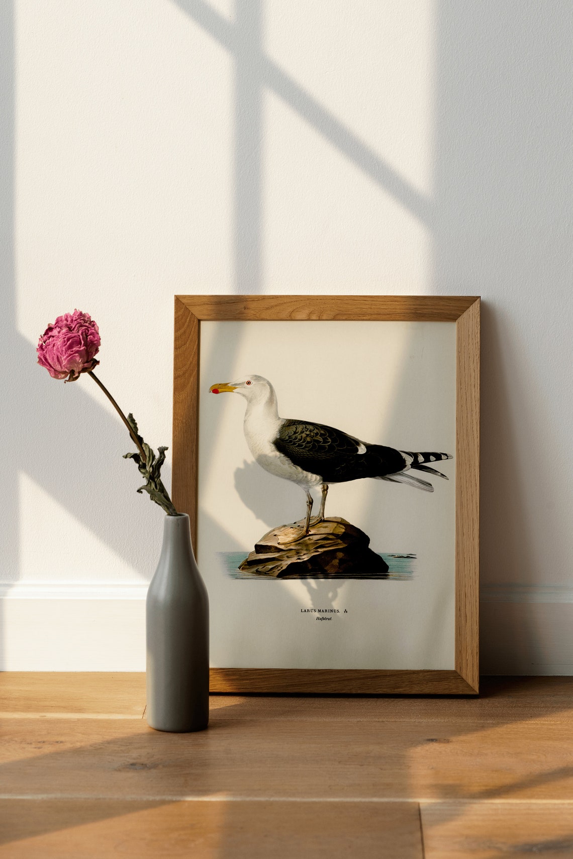 Great Black Backed Gull Larus Marinus Vintage Seabird Art Print - Image 4