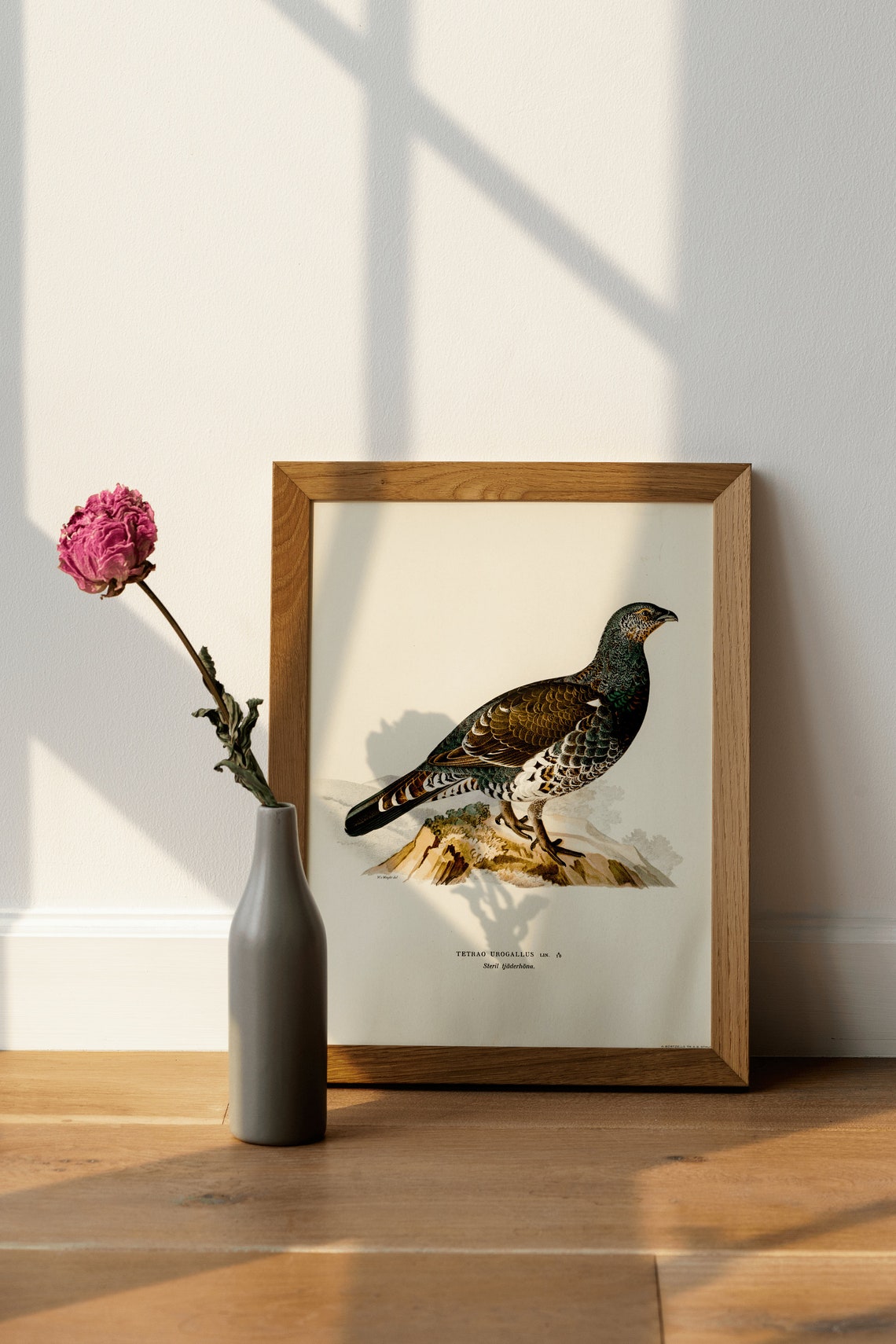Western Capercaillie Hen Tetrao Urogallus Game Bird Art Print - Image 4