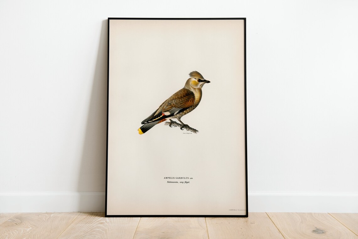 Bohemian Waxwing Vintage Bird Illustration Natural History Art Poster