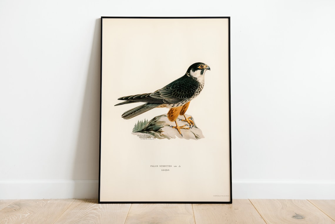 Eurasian Hobby Vintage Swedish Ornithology Bird of Prey Art Poster