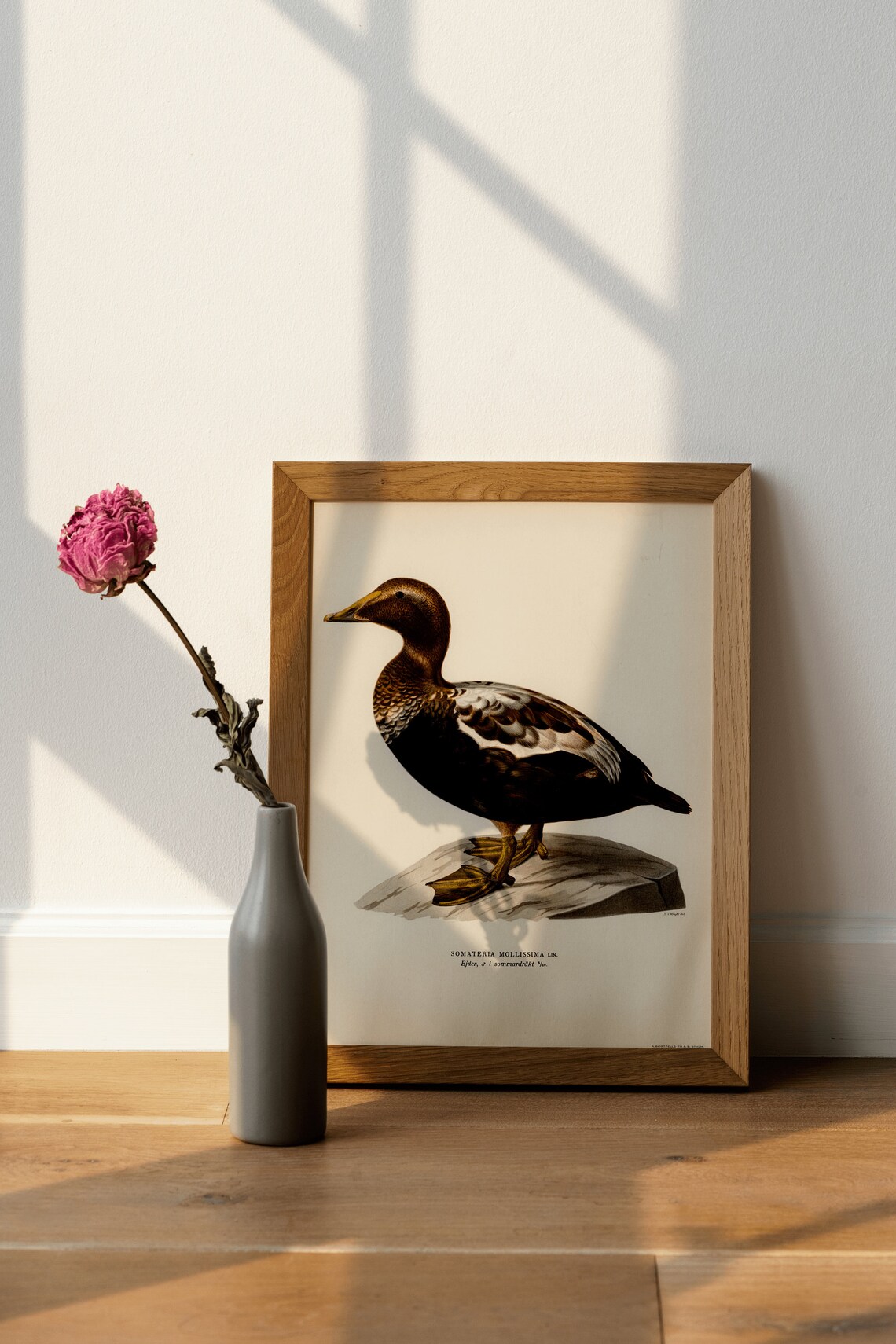 Eider Duck Seabird Vintage Ornithology Illustration Archival Poster - Image 4