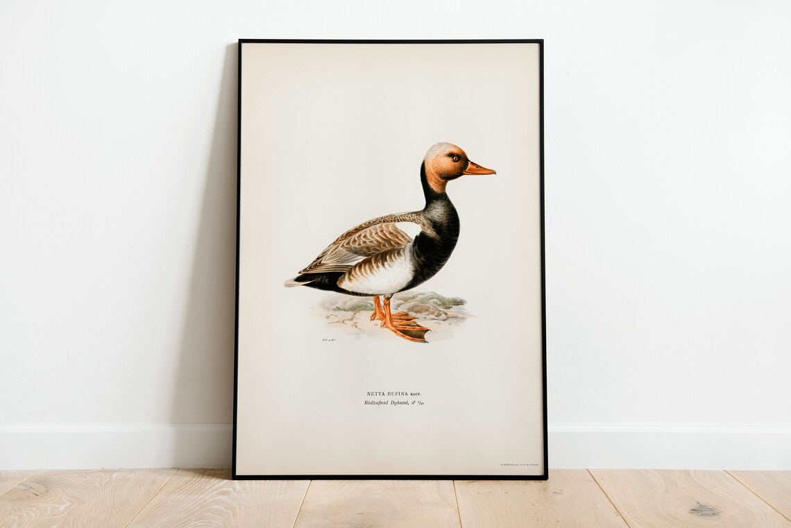 Red Crested Pochard Vintage Duck Natural History Illustration Poster