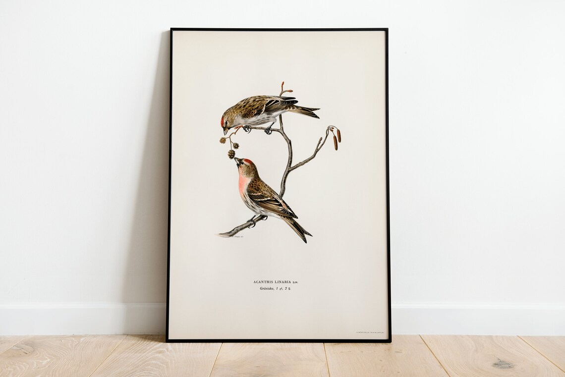 Linnet Bird Vintage Nature Art Print, Home Decor