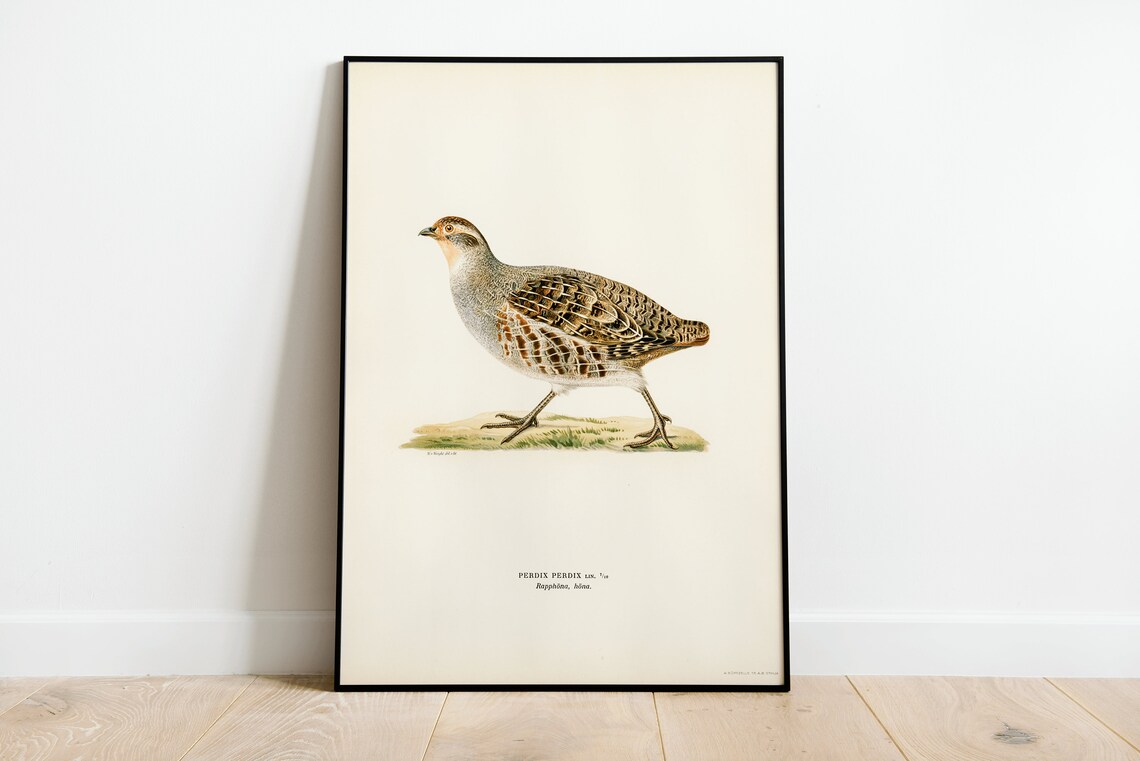 Grey Partridge Vintage Nature Art Print, Classic Bird