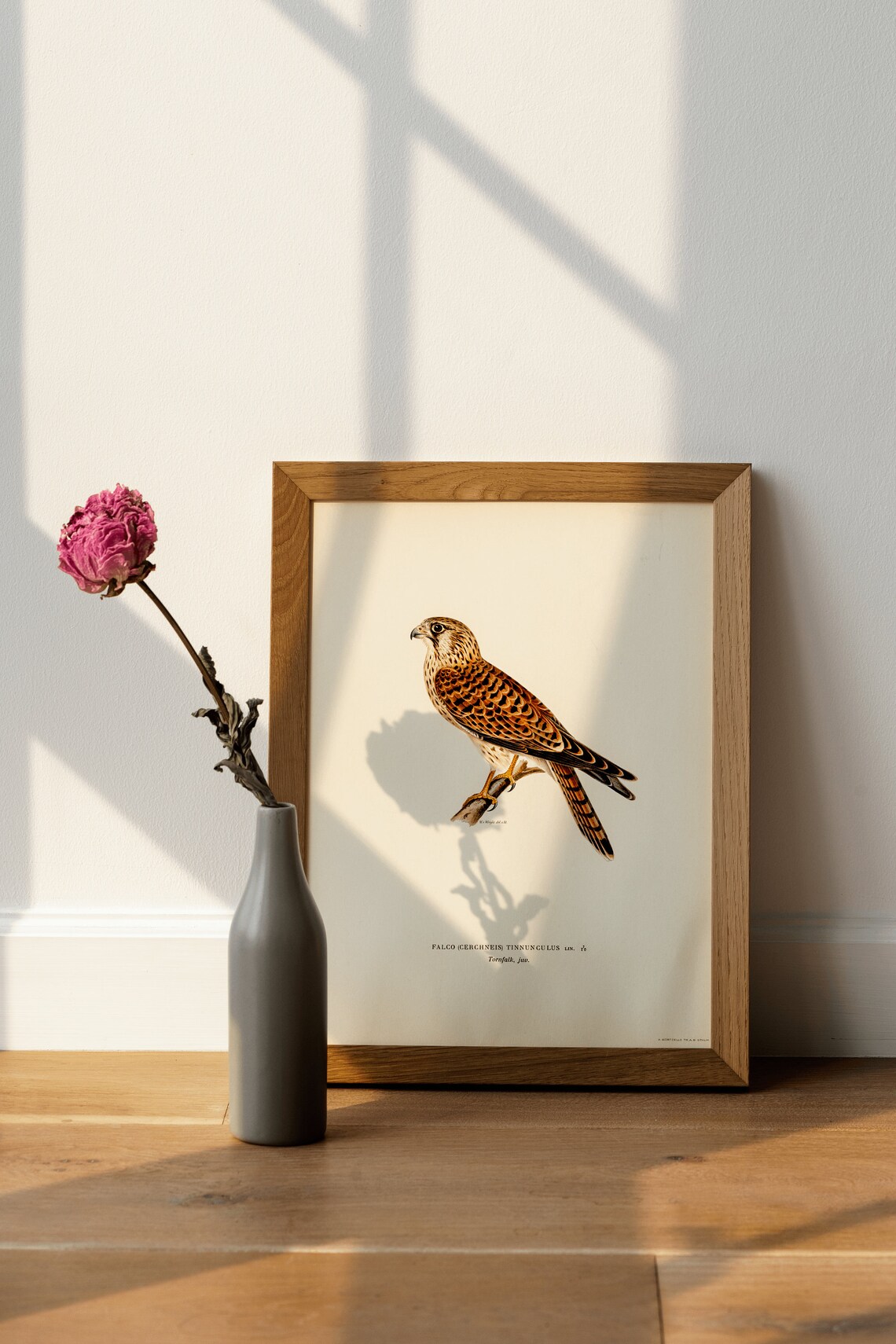 Kestrel Bird of Prey Vintage Illustration Falcon Nature Art Print - Image 3