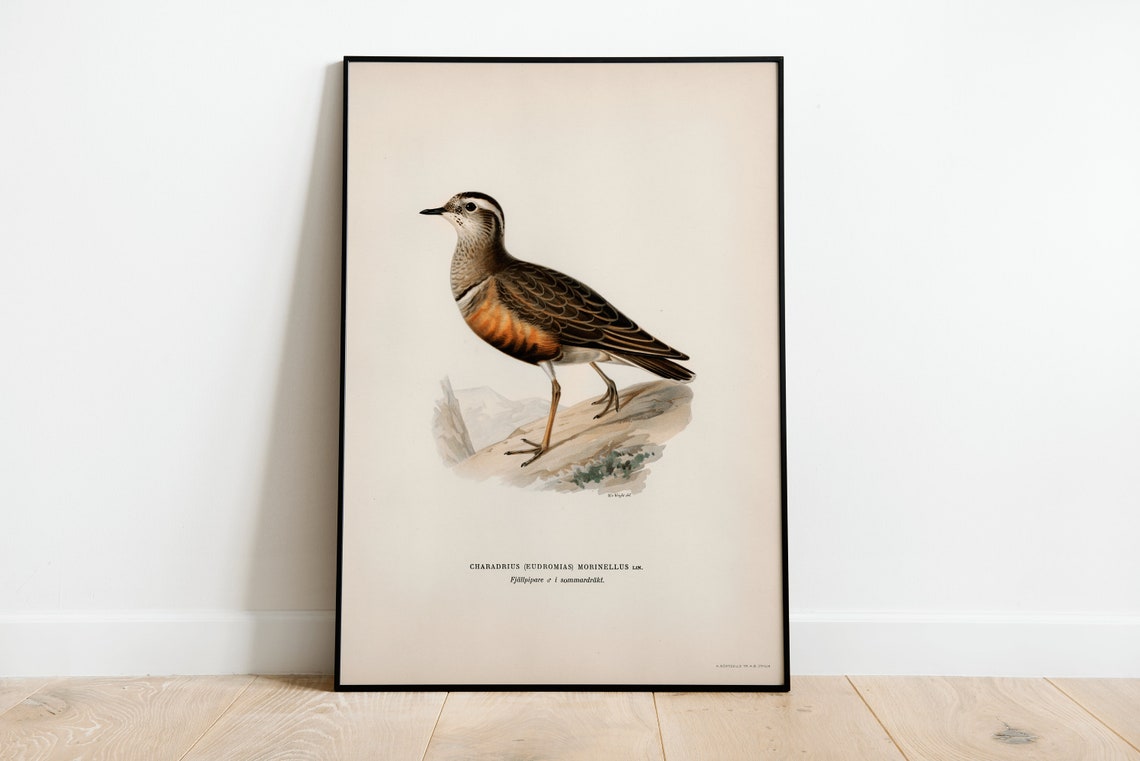 Dotterel Shorebird Vintage Ornithology Illustration Naturalist Print
