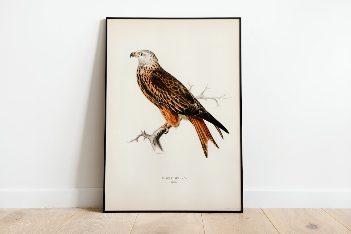 Red Kite Bird of Prey Vintage Nature Art Print