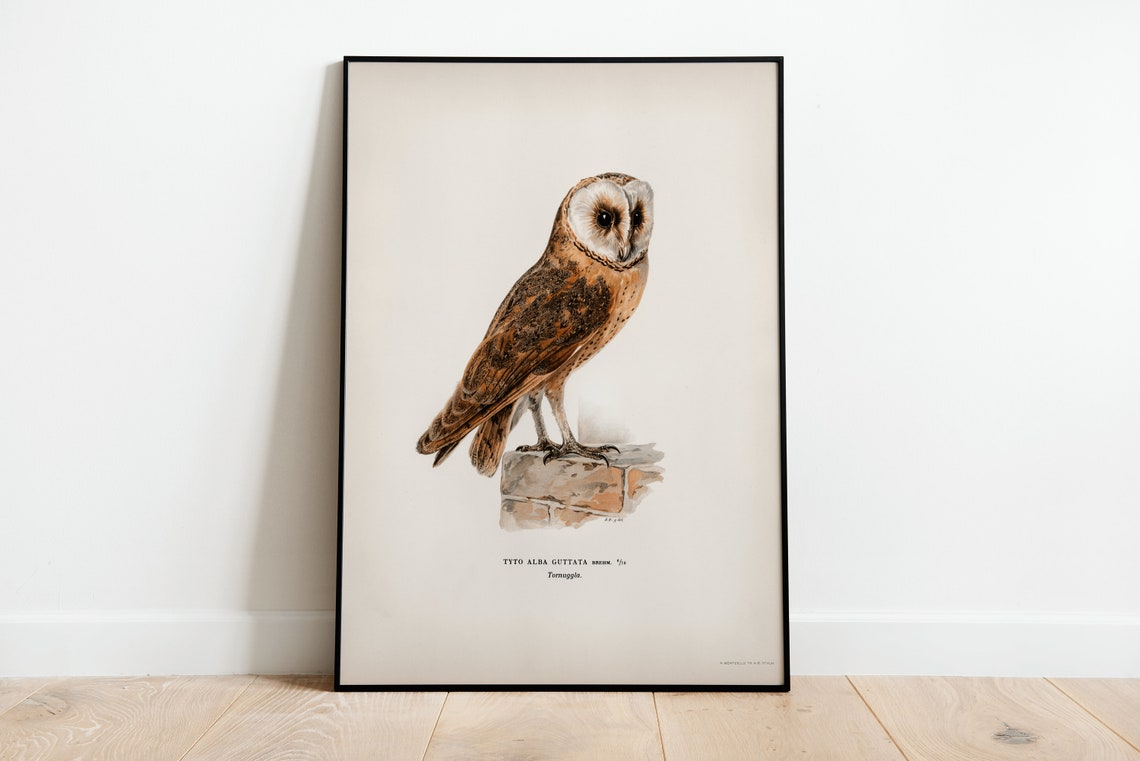 Barn Owl Perched Vintage Natural History Illustration Poster