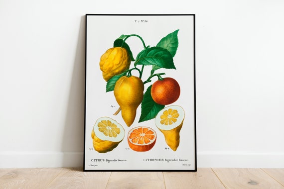 Citrus Lemon Botanical Wall Art Print Poster A3 A4 A5 Quality Classic Home Decor Kitchen Giclee Vintage Art Deco Summer Illustration