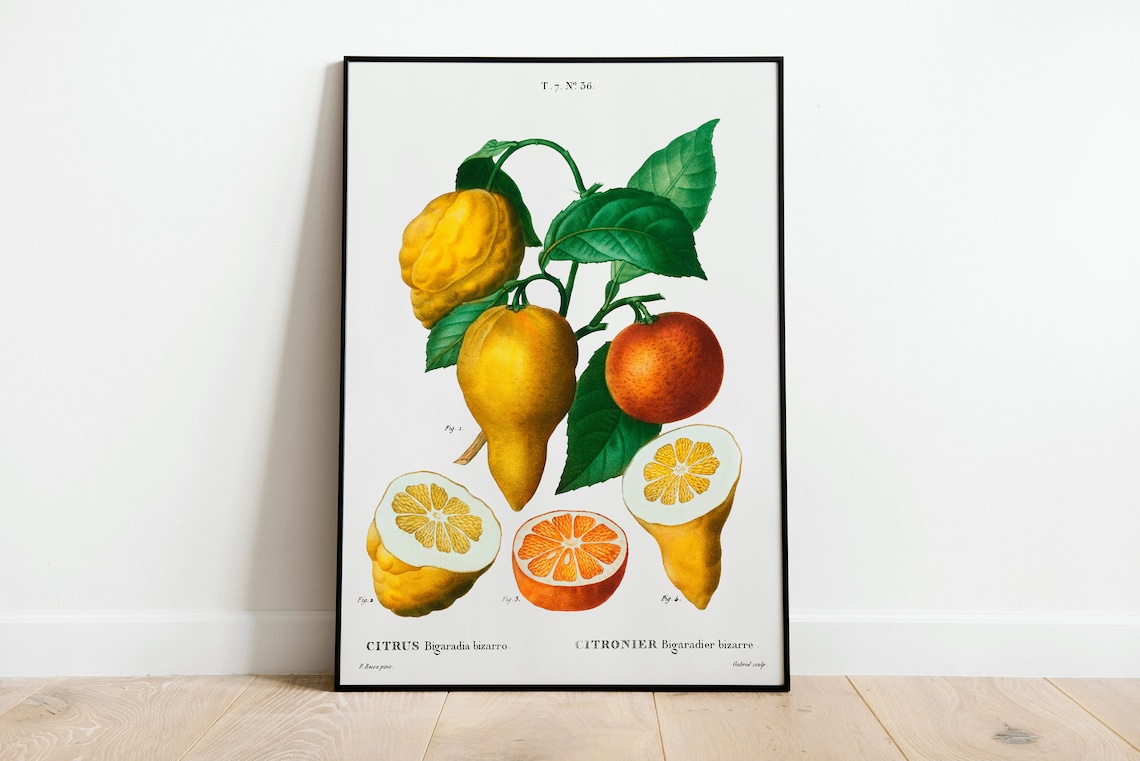 Vintage Citrus Bigaradia Bizarro Lemon Botanical Illustration Poster
