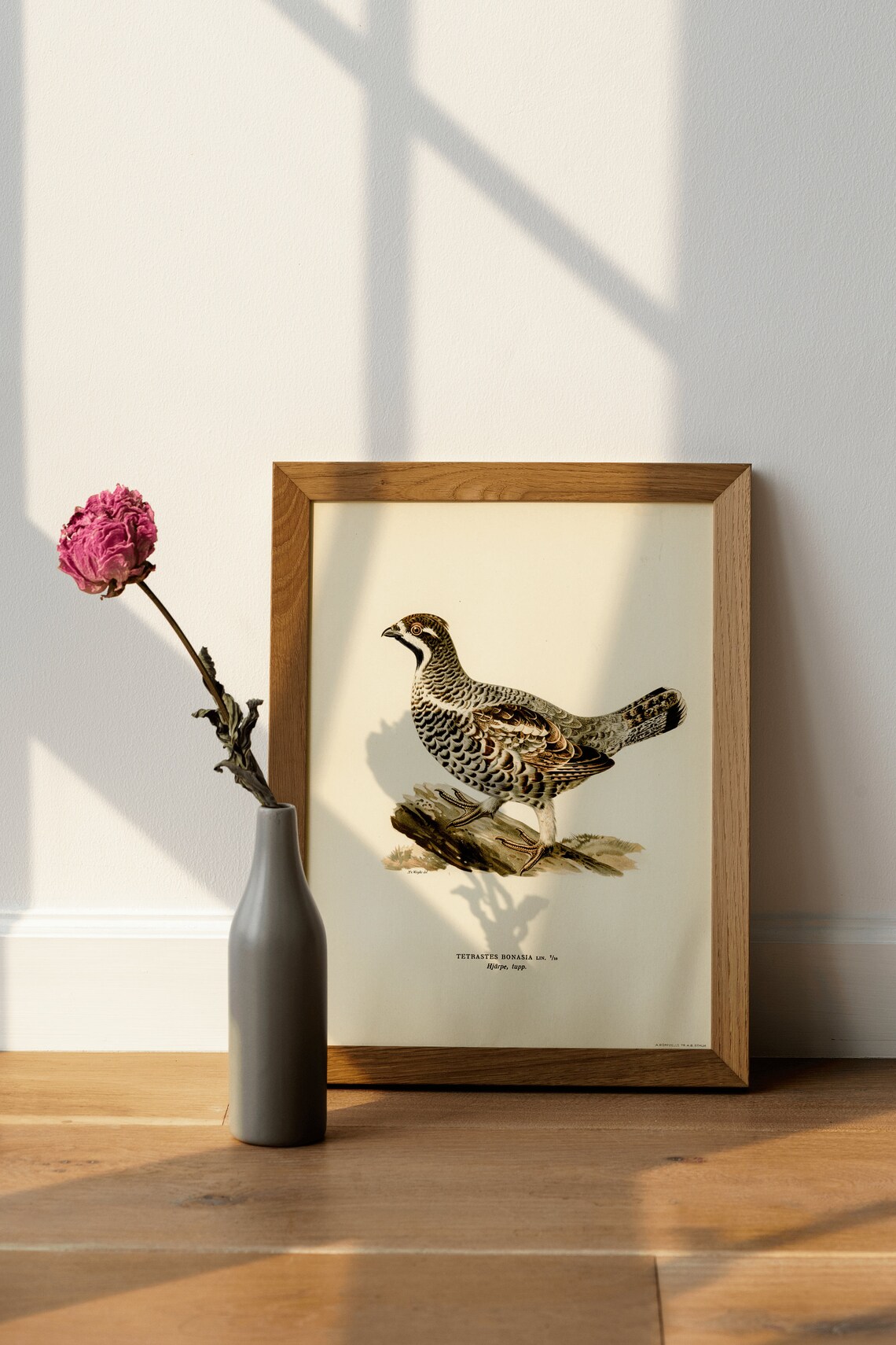 Hazel Grouse Vintage Ornithological Bird Illustration Poster - Image 4