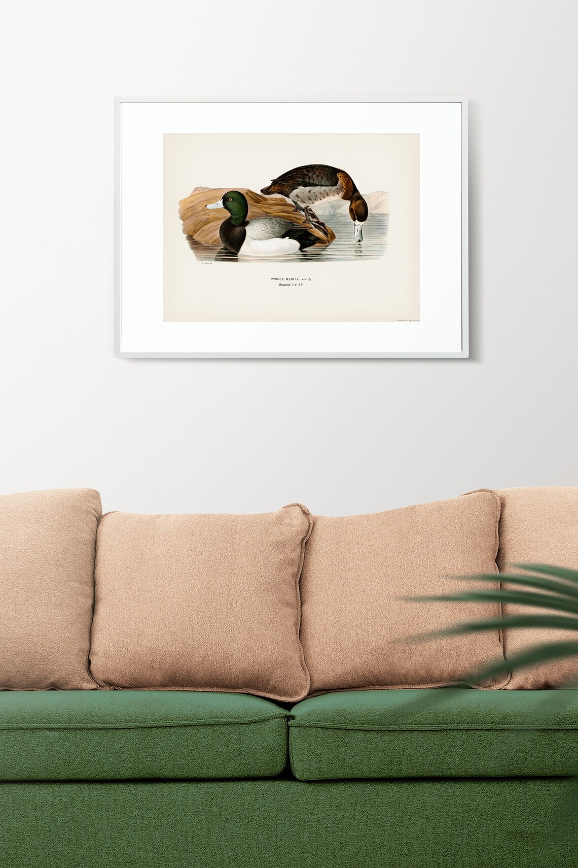 Greater Scaup Ducks Vintage Ornithology Illustration Art Print - Image 2