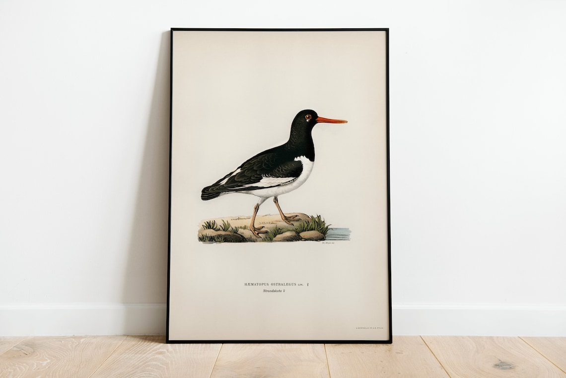 Oystercatcher Female Bird Vintage Nature Art Print