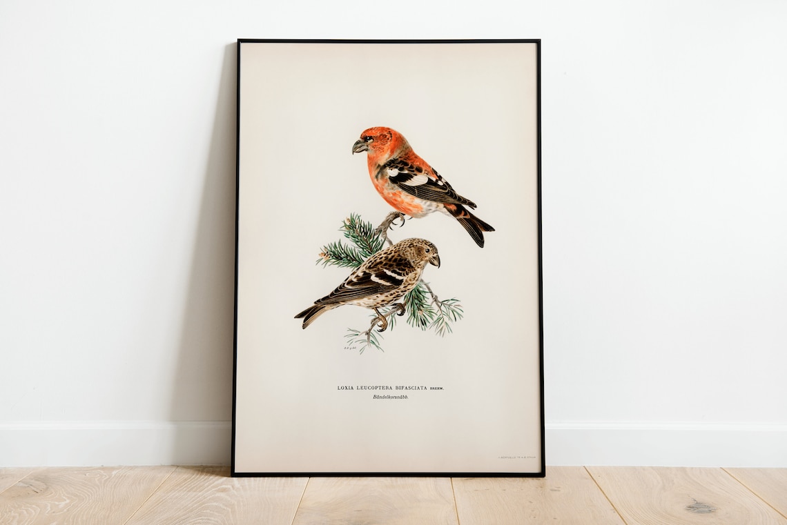 Two Barred Crossbill Vintage Nature Art Print