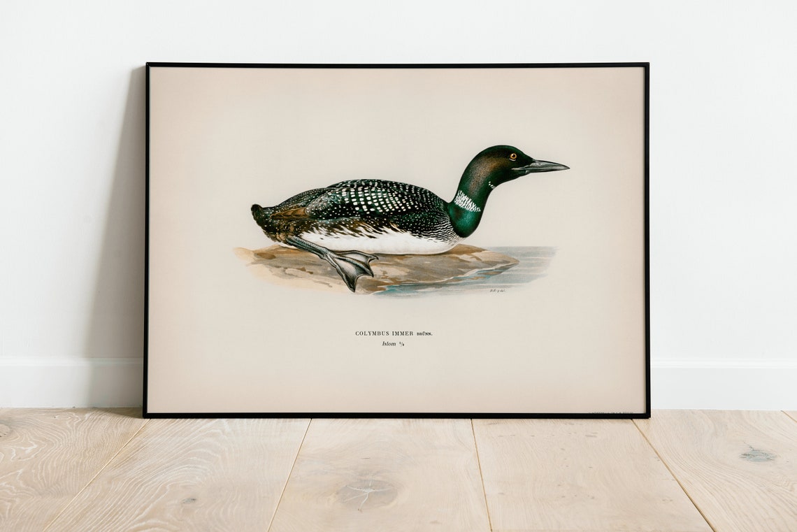 Common Loon Water Bird Vintage Natural History Illustration Print
