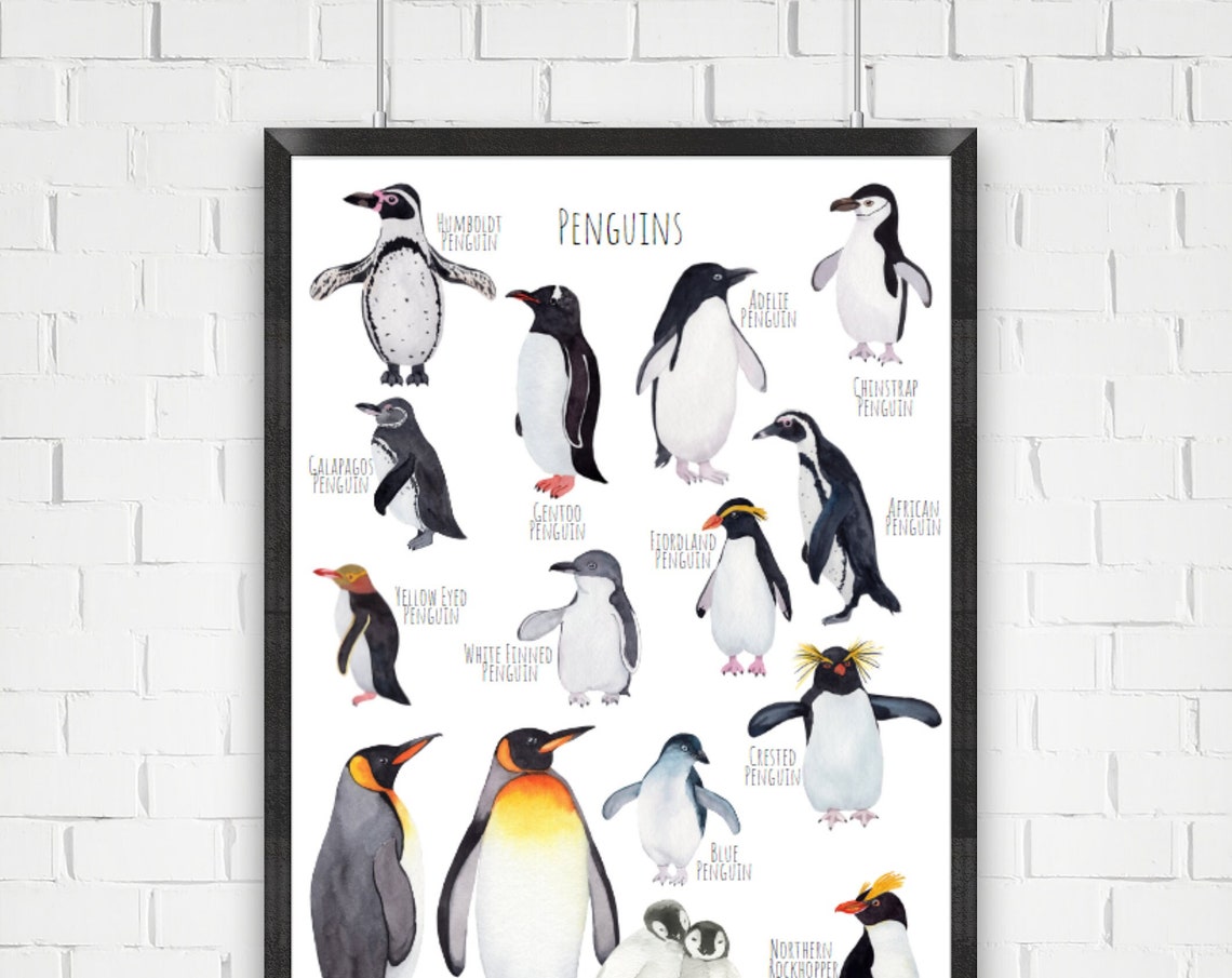Watercolor Penguin Species Chart Adelie Gentoo Chinstrap Art Poster