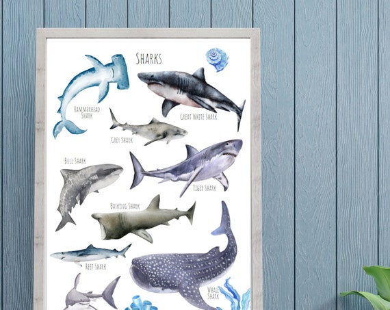 Sharks Poster, Unique Sharks From Around The World