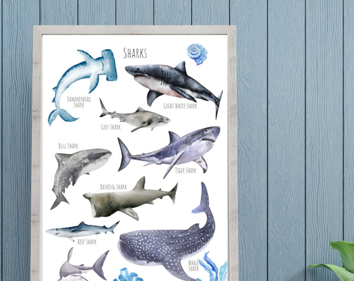 Sharks Poster, Unique Sharks From Around The World