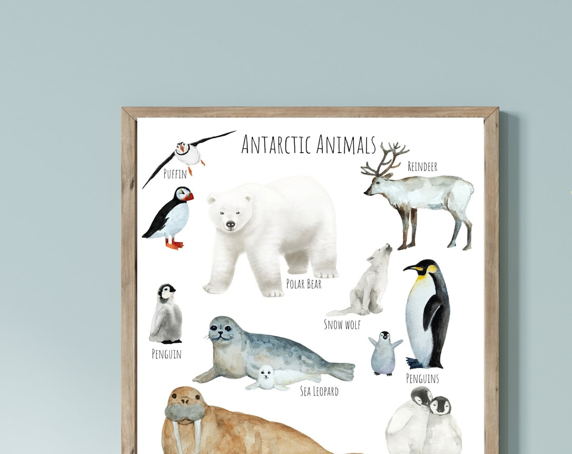 Antarctic Animals Travel Poster, Wildlife Study