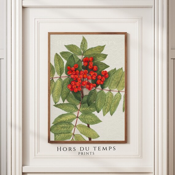 Rowan Mountain Ash Red Berries Botanical Watercolor Vintage Poster
