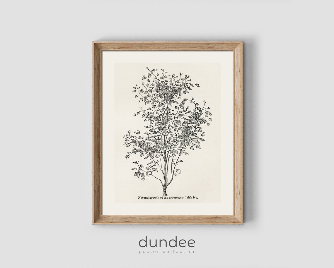 Vintage Botanical Irish Ivy Sketch Natural Growth Study Art Poster