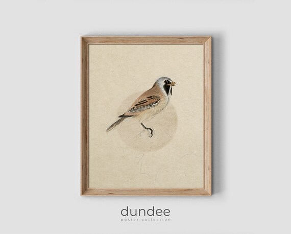 Vintage Bird Print Nursery Art Cute Little Bird Pencil Drawing Vintage Bird Picture Antique Country Decor