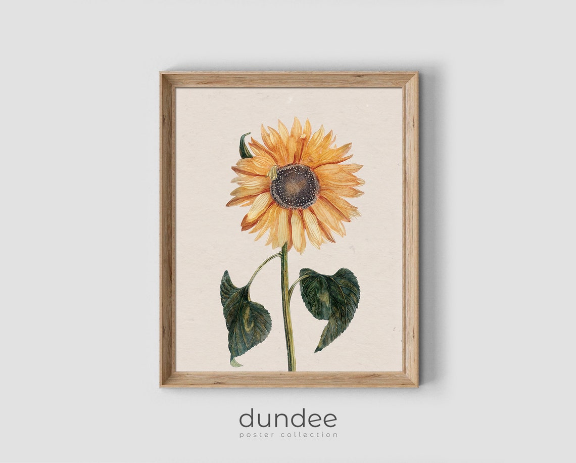Single Sunflower Bloom Antique Botanical Illustration Art Poster