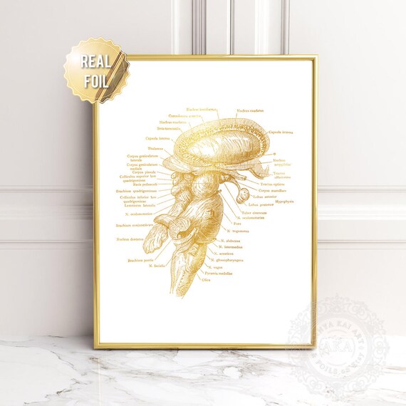 Neuroscience Art Neuroscience Gifts Gold Metal Print Brain Stem Anatomy Print Neuroscience Illustration Neurology Gift Brain Art