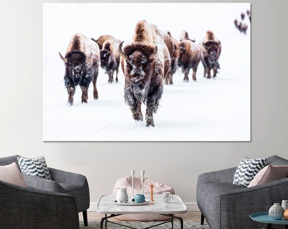 Bison Herd Walking Through Winter Snow Wildlife Photography Poster
