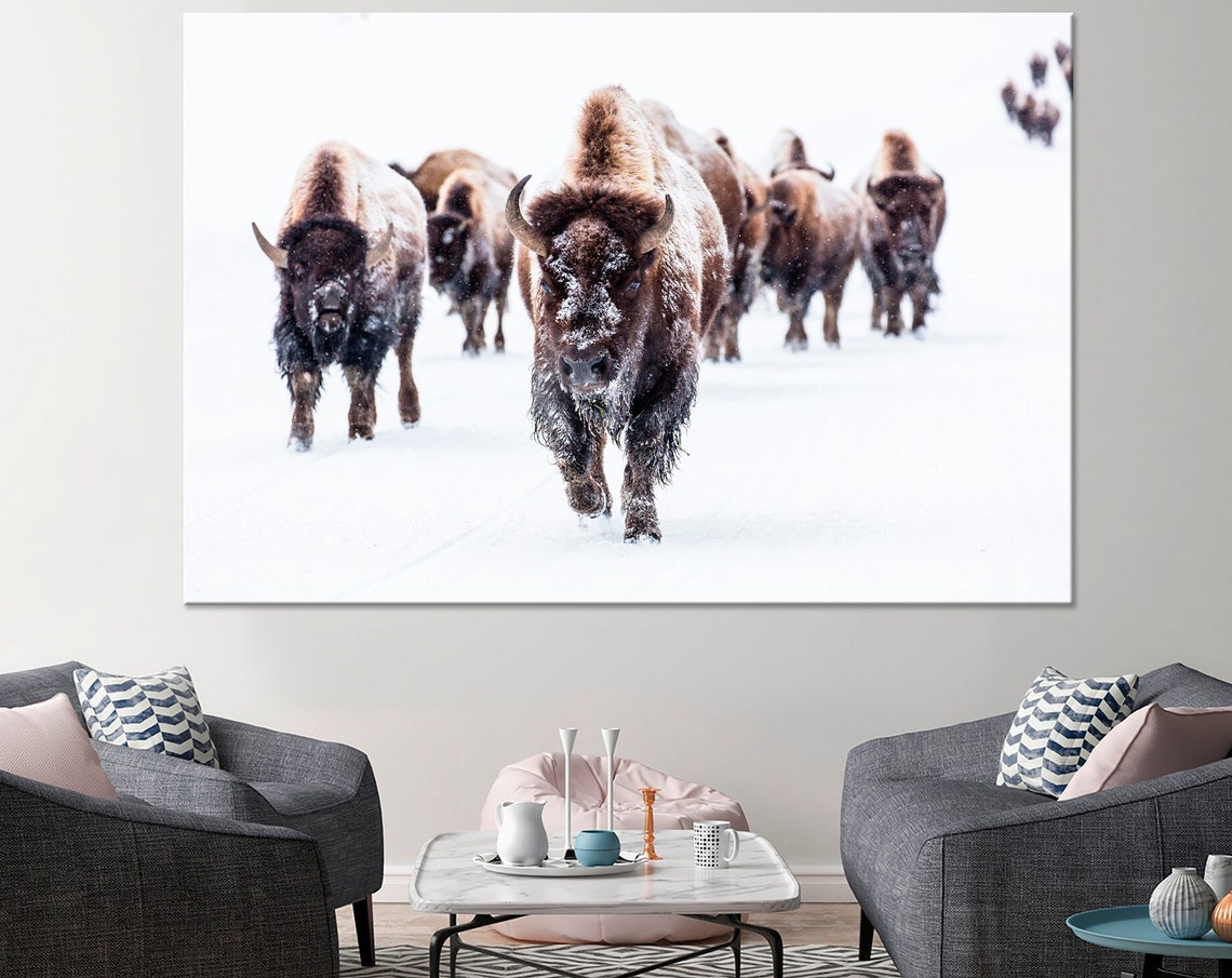 Bison Herd Walking Through Winter Snow Wildlife Photography Poster