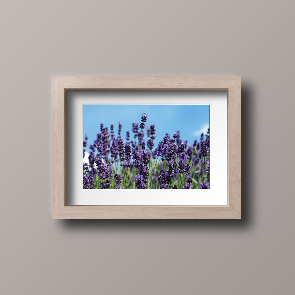 Lavender Field Blue Sky Photography Purple Flower Nature Poster