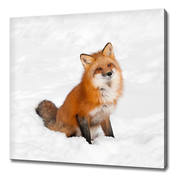 Red Fox Sitting Snow Winter Wildlife Photography Portrait Poster