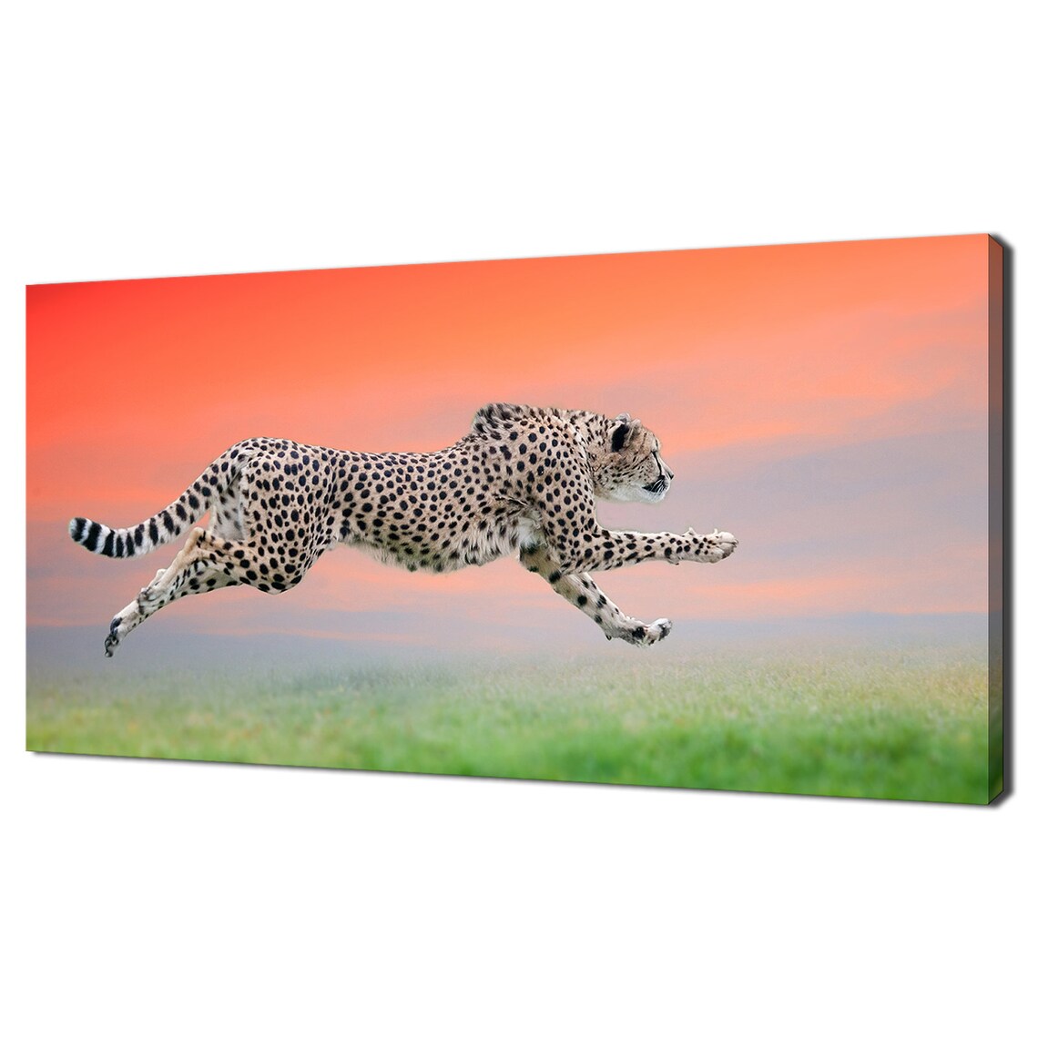Cheetah Running at Sunset, Wild Animal Art Print