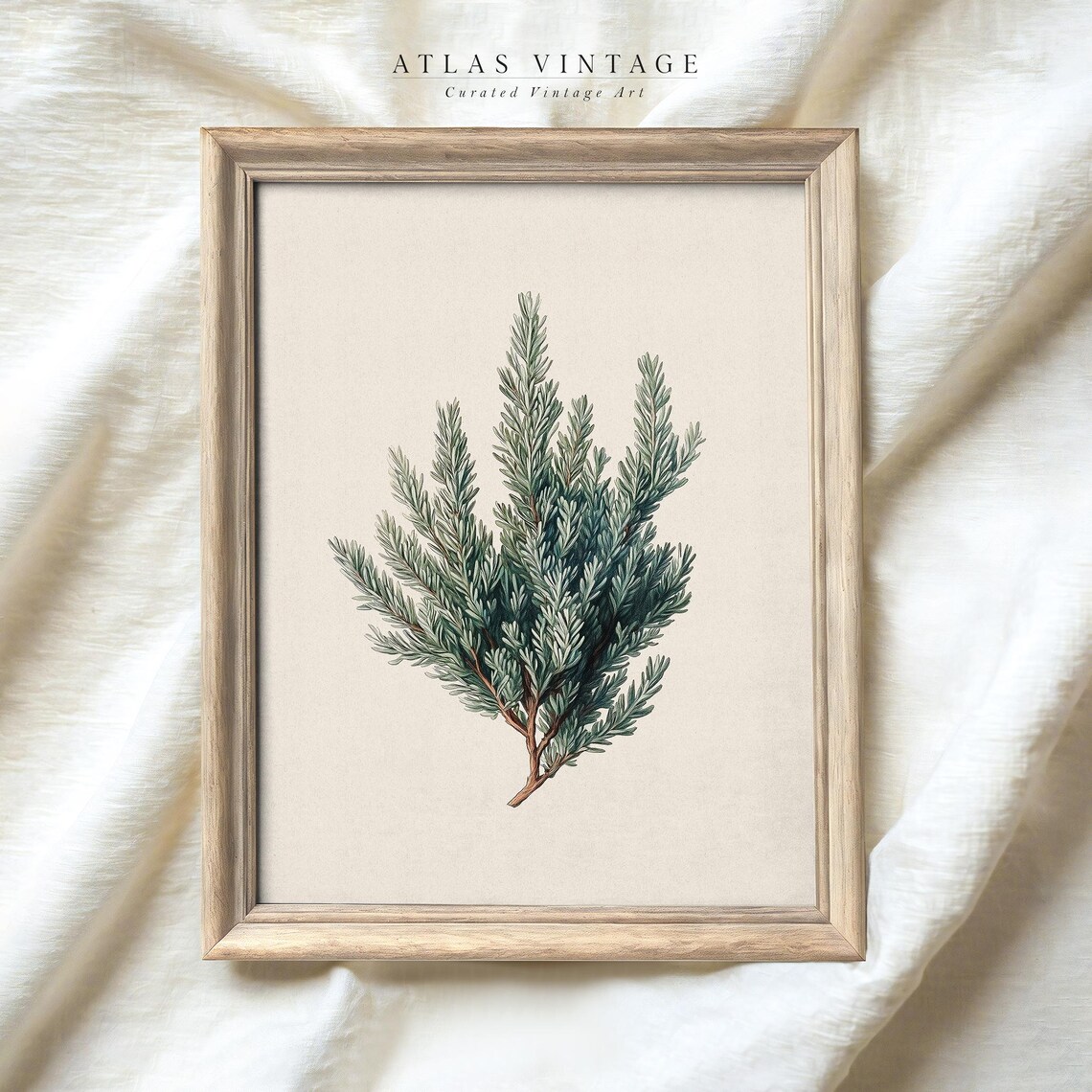 Winter Juniper Branch Vintage Botanical Illustration Evergreen Print - Image 5
