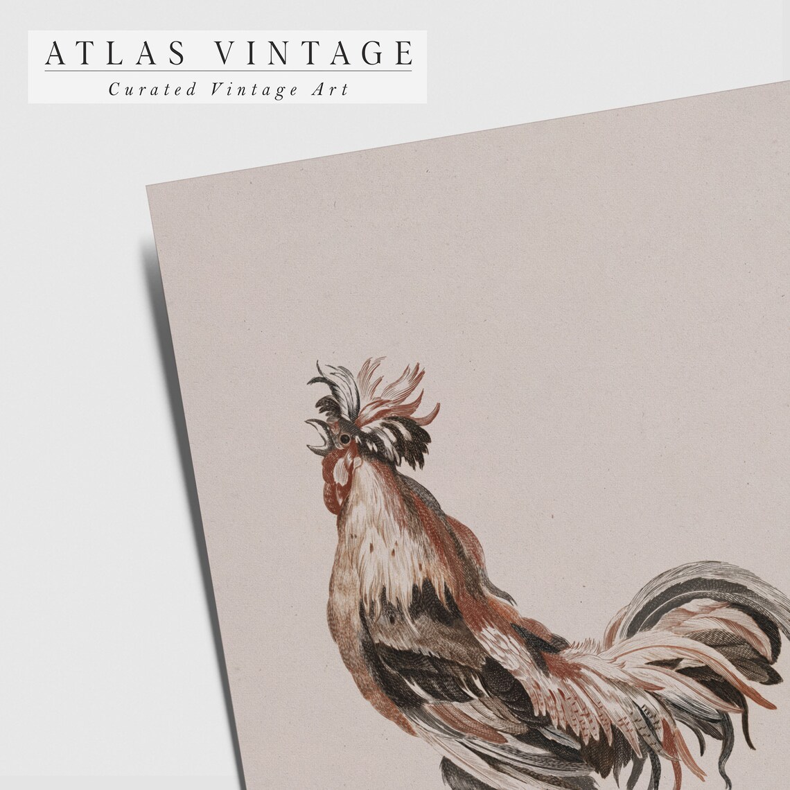 Vintage Rooster Illustration Antique Farm Bird Minimal Neutral Print - Image 5