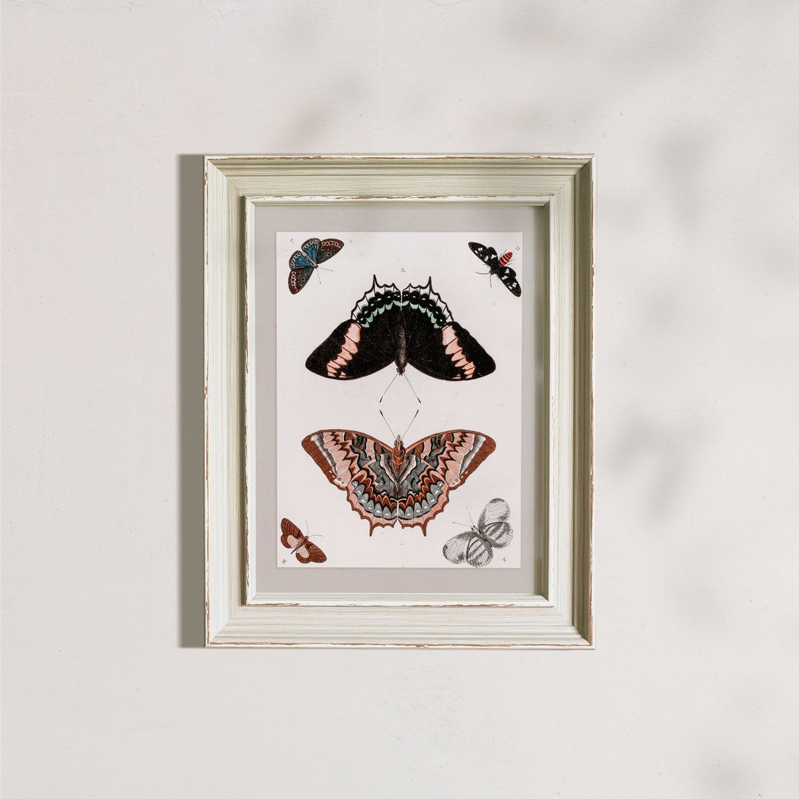 Vintage Butterfly Study Chart Six Butterflies Entomology Poster - Image 7