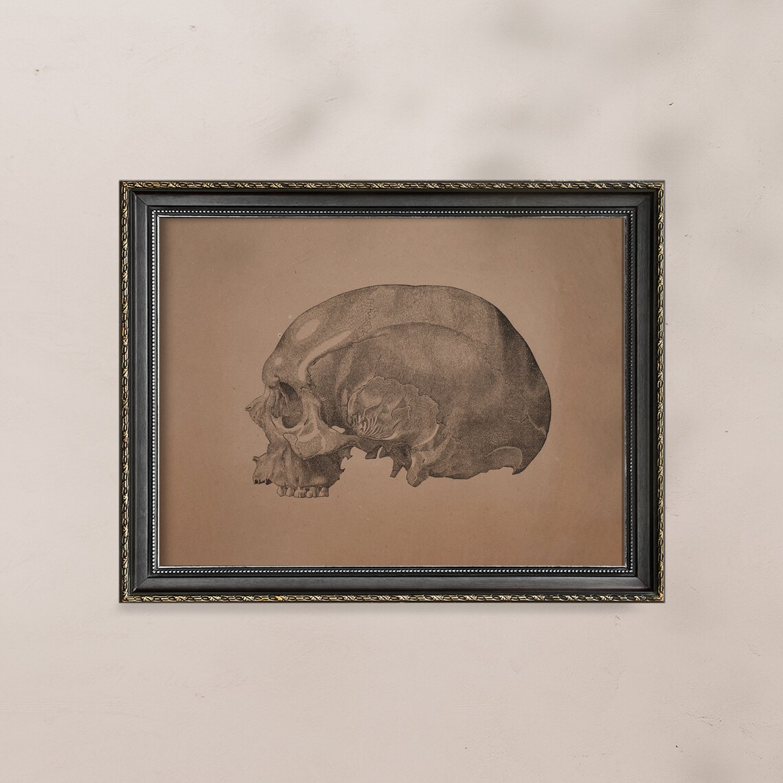 Vintage Skull Anatomy Sketch Sepia Medical Illustration Poster - Image 6