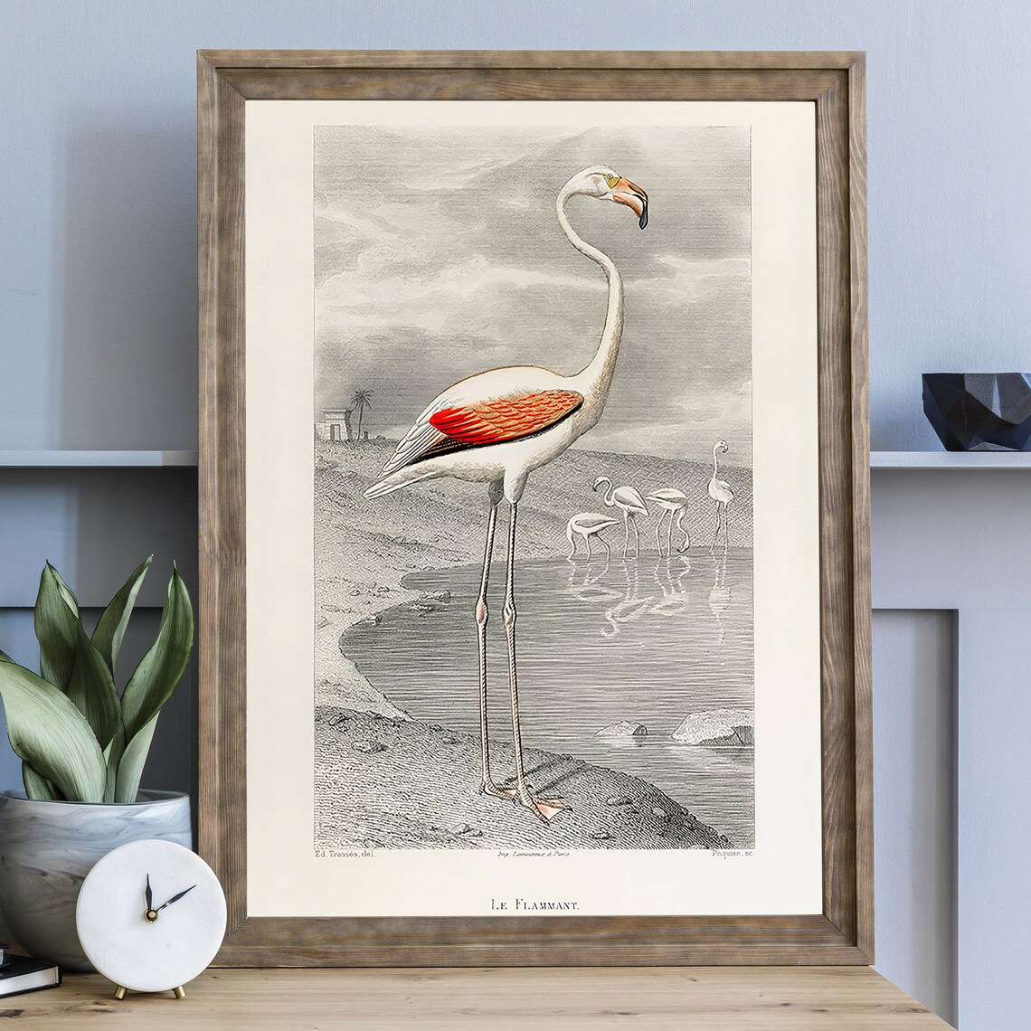 Antique Flamingo Bird Illustration Vintage Natural History Art Poster - Image 2