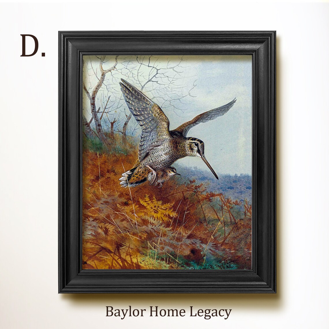 Woodcock in Flight Over Autumn Marsh Vintage Bird Wildlife Art Poster - Image 2