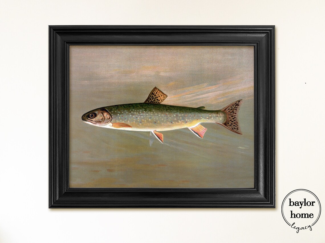 Brook Trout Swimming Detailed Vintage Fish Painting Nature Art Poster