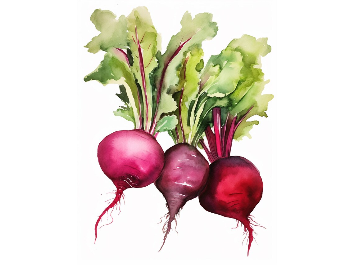 Beet Watercolor Print, Modern Farmhouse Kitchen Art