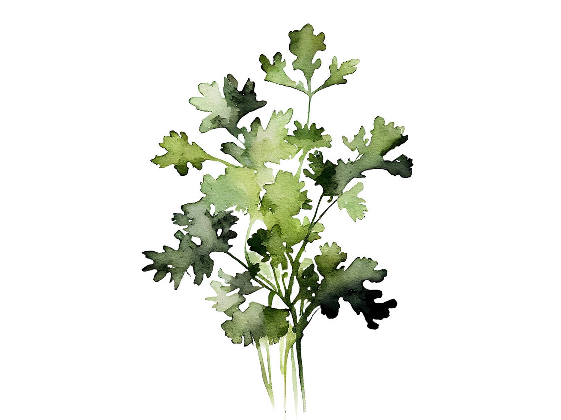 Parsley Herb Watercolor Minimalist Botanical Kitchen Green Poster