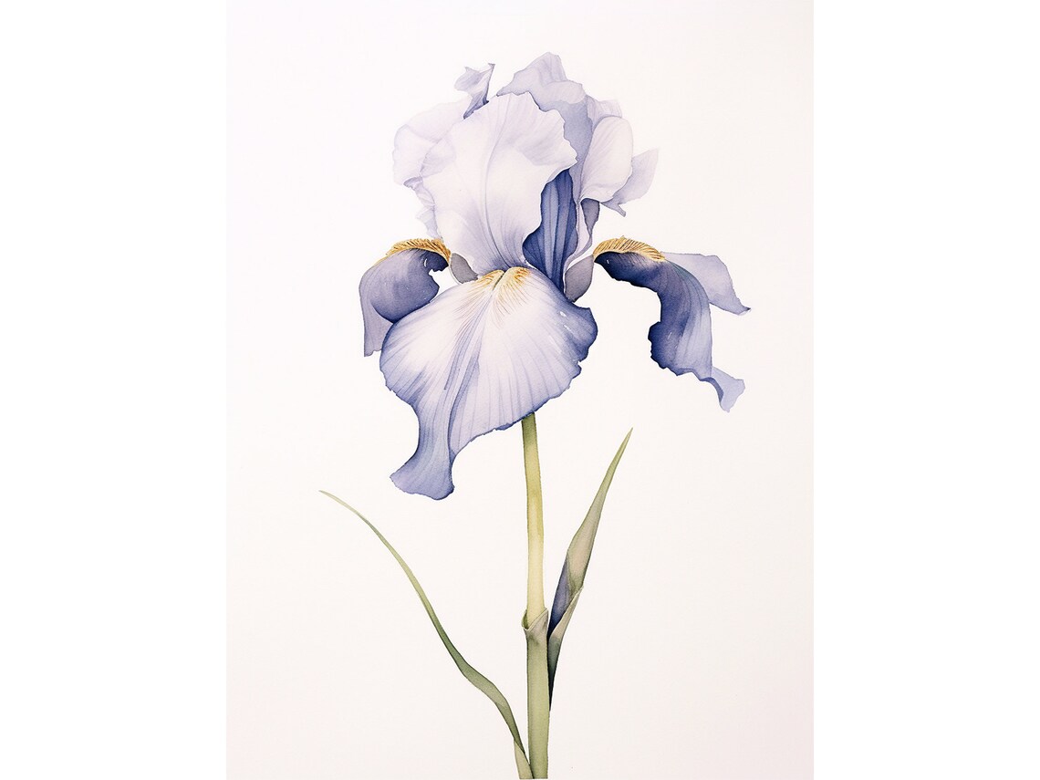 Iris Painting Botanical Watercolor Art Print