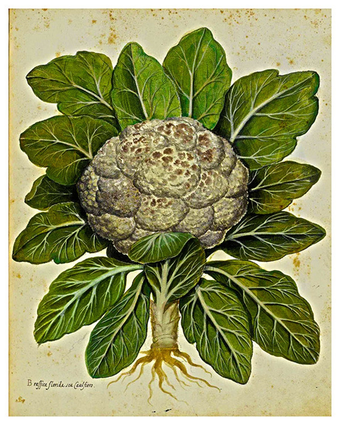 Vintage Cauliflower Botanical Illustration Antique Kitchen Wall Poster - Image 2