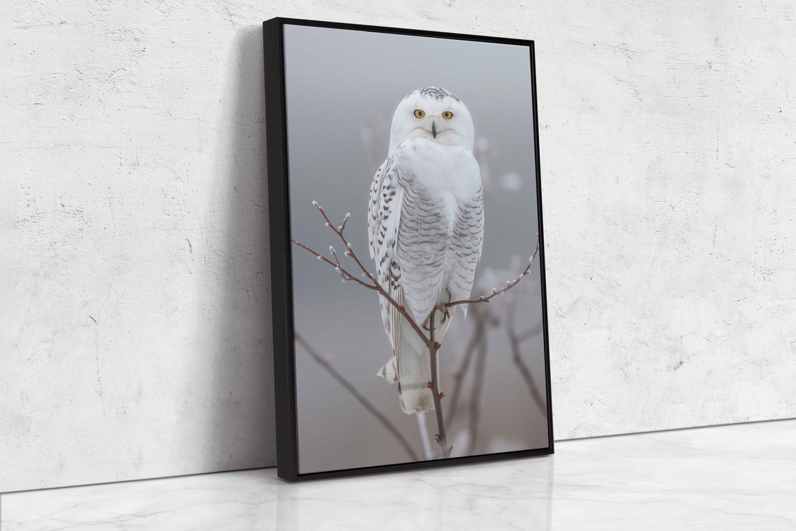 Snowy Owl Perched On Winter Branch Vivid Wildlife Photography Wall Art - Image 4