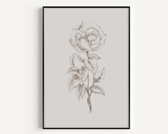 Fine Beige Botanical Rose Line Drawing Vintage Floral Wall Art