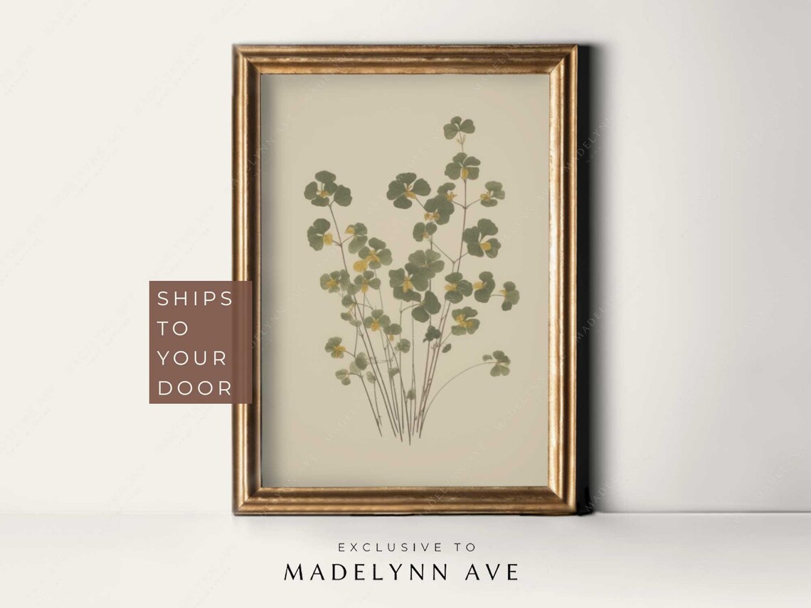 Clover Botanical Drawing, Vintage Botanical Art Print