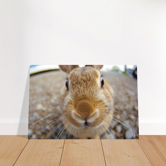 Rabbit Extreme Close Up Funny Bunny Nose Cute Pet Photo Wall Art Poster